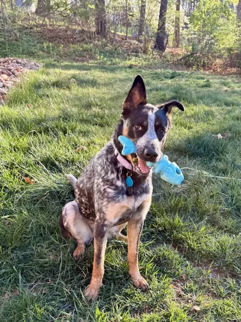 Rosie - Australian Cattle Dog/Blue Heeler