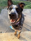 Rosie - Photo 2