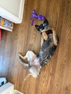 Rosie - Photo 4