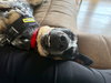 Rosie - Photo 6
