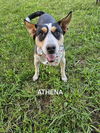 adoptable Dog in Garden City, NY named Athena
