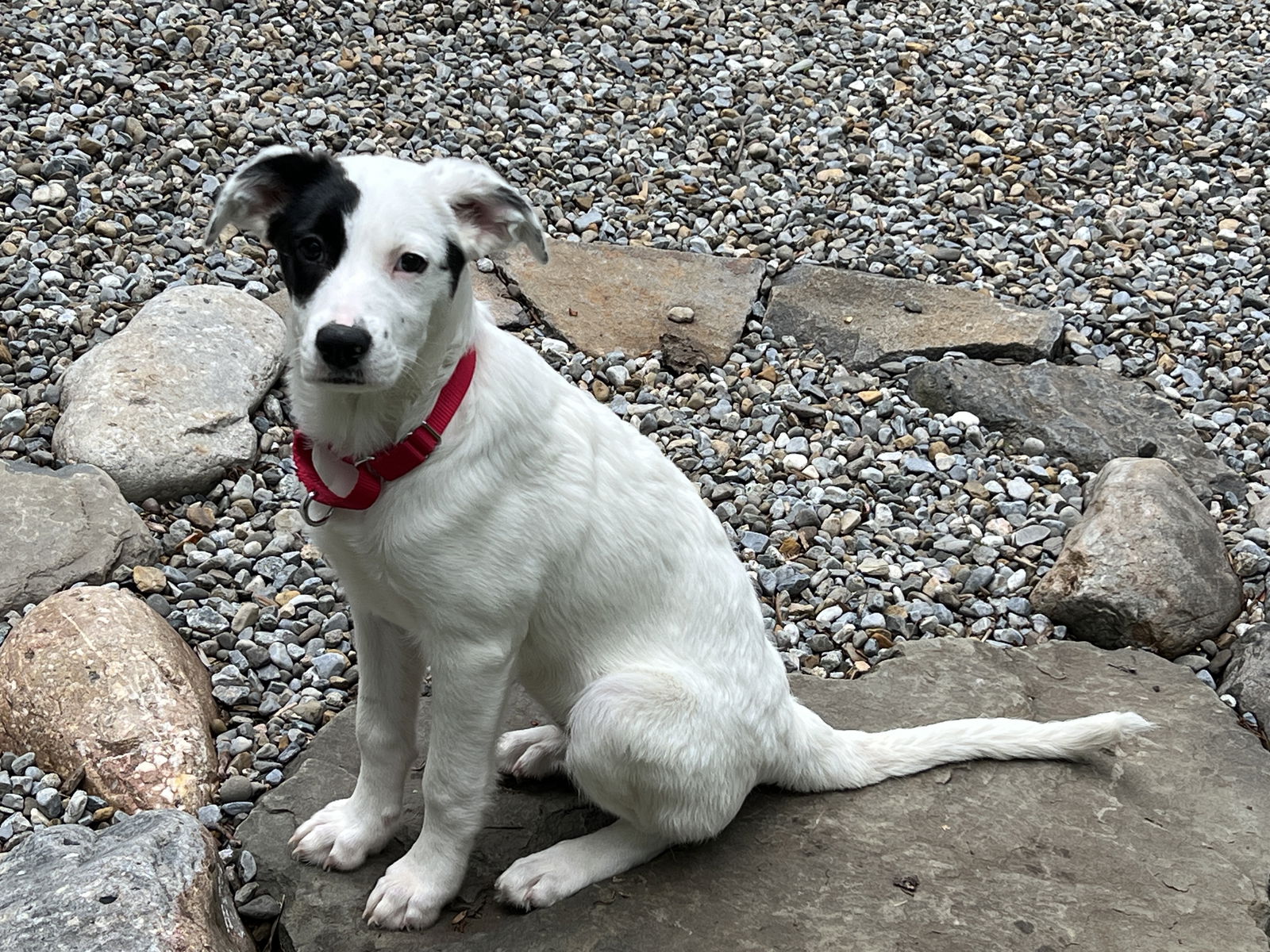 adoptable Dog in Garden City, NY named Naomi