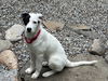 adoptable Dog in  named Naomi