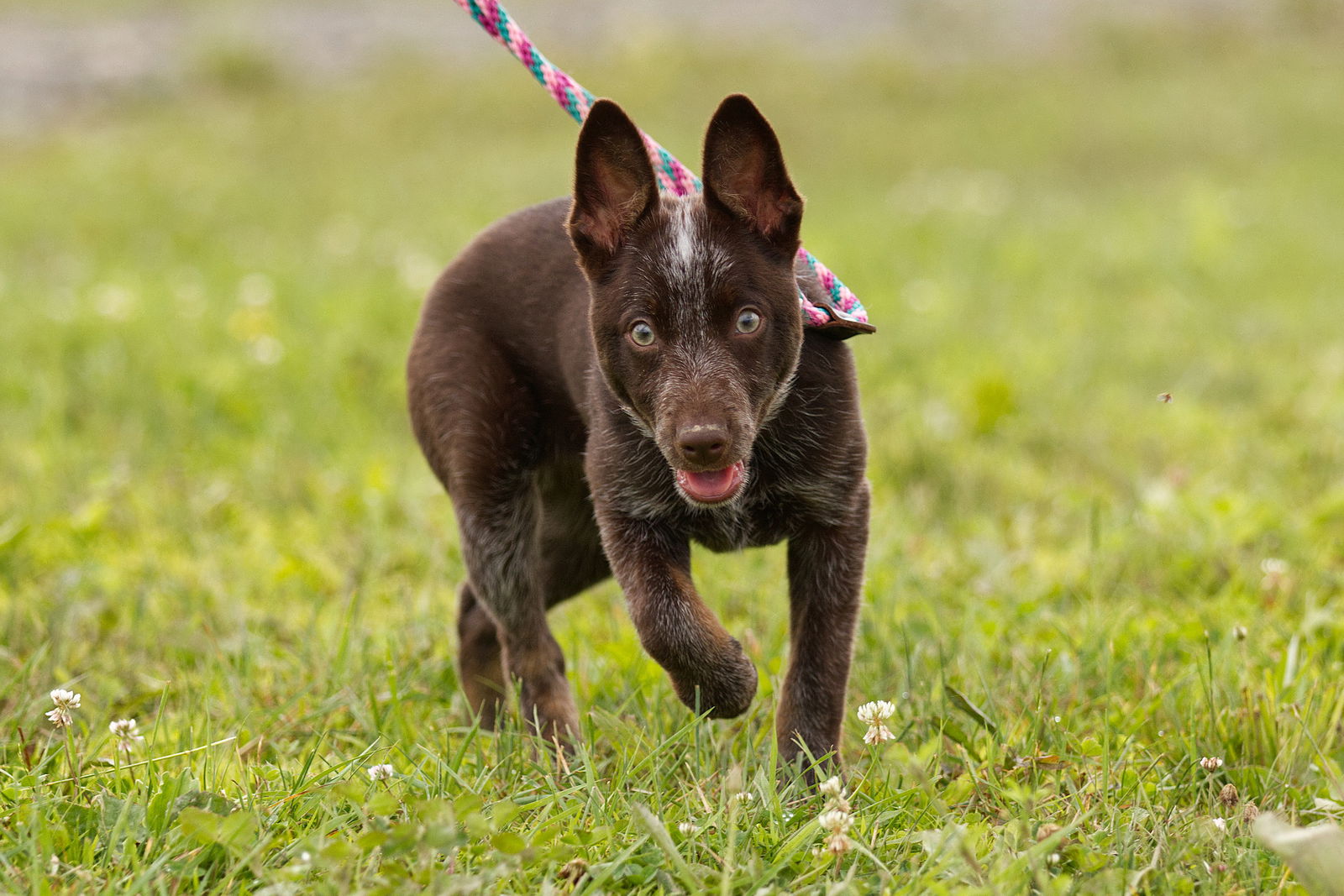 adoptable Dog in Garden City, NY named Neely