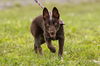 adoptable Dog in  named Neely
