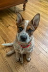adoptable Dog in  named Jackson