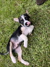 adoptable Dog in  named Murphy