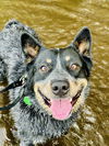 adoptable Dog in  named Kansas