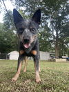 adoptable Dog in  named Bowser