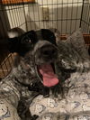 adoptable Dog in  named Audrey