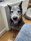 adoptable Dog in  named Wyatt