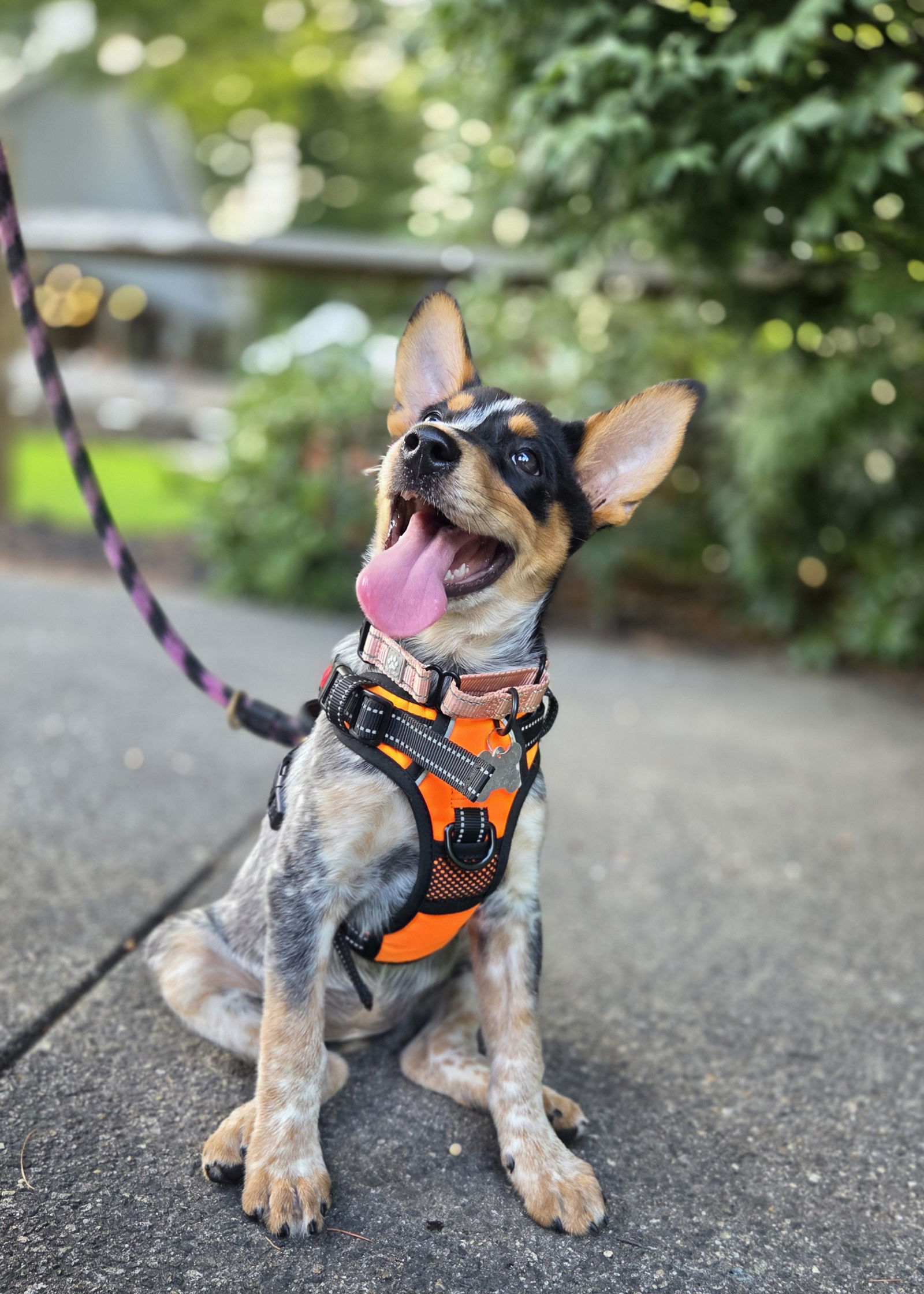 adoptable Dog in Garden City, NY named Nebula