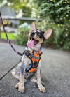 adoptable Dog in garden city, NY named Nebula