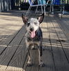 adoptable Dog in  named Ozzie
