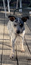 adoptable Dog in  named Spencer