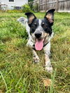adoptable Dog in , NY named Cricket