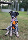 adoptable Dog in  named Gamora