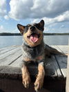 adoptable Dog in  named Billie