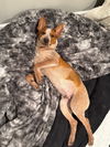 adoptable Dog in  named Clyde