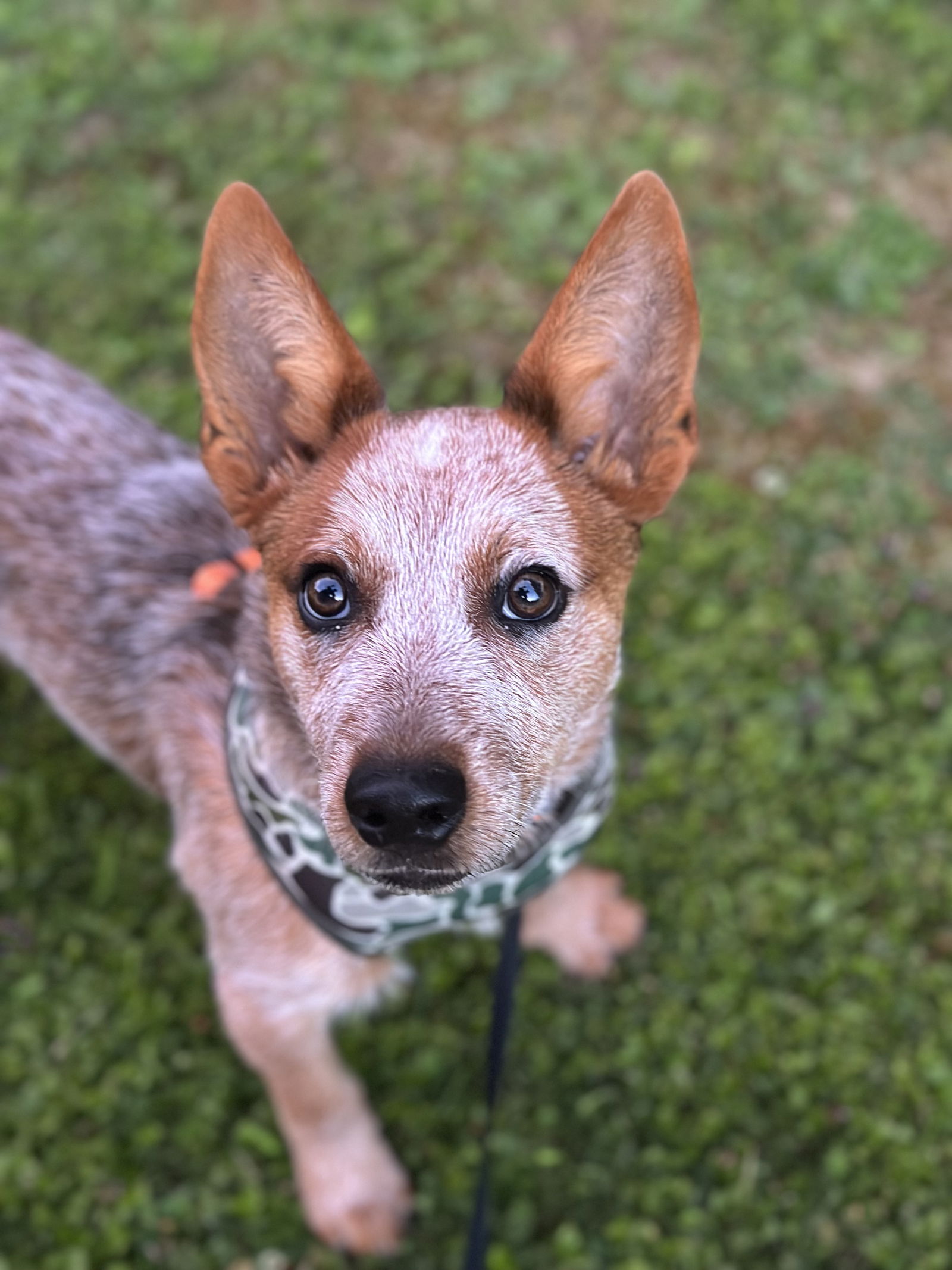 adoptable Dog in Garden City, NY named Rip