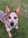 adoptable Dog in  named Rip