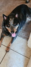 adoptable Dog in  named Margie
