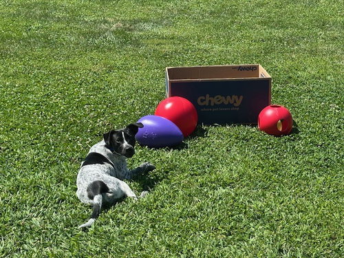 REEBIE - Australian Cattle Dog/Blue Heeler available for adoption