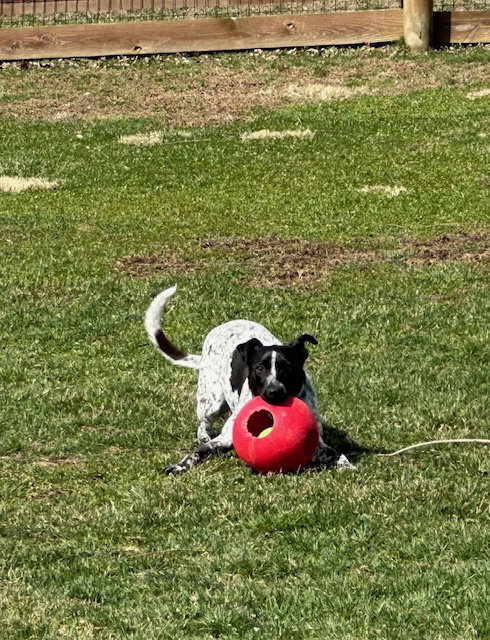 REEBIE - Australian Cattle Dog/Blue Heeler available for adoption