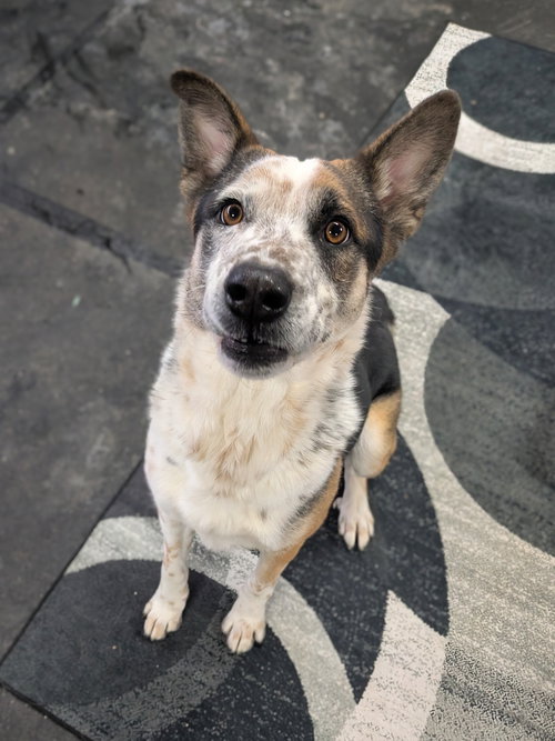 CHANDLER - Australian Cattle Dog/Blue Heeler available for adoption