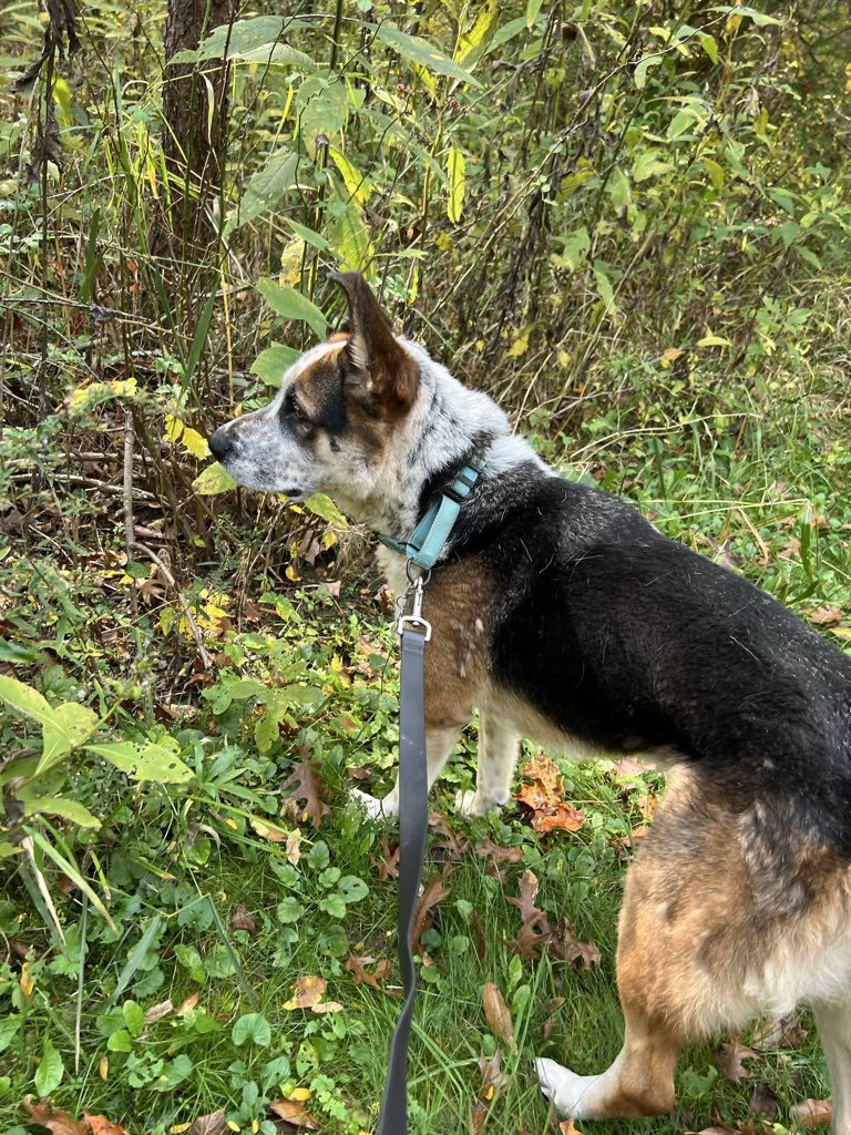 Hank, photo 4