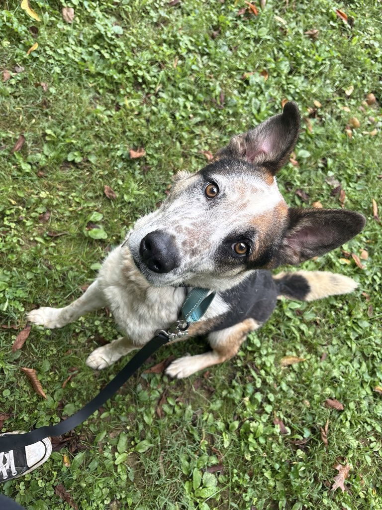 Hank, photo 5