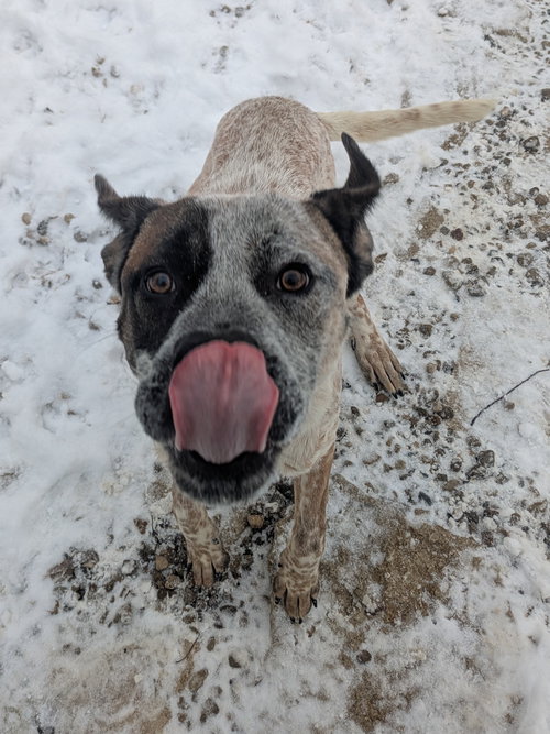 TOBY - Australian Cattle Dog/Blue Heeler available for adoption