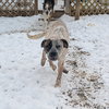 Toby - Photo 3