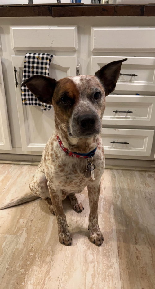 picture of the dog needing adoption