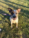 Rocco - Photo 2