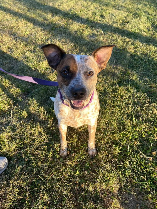 ROCCO - Australian Cattle Dog/Blue Heeler available for adoption