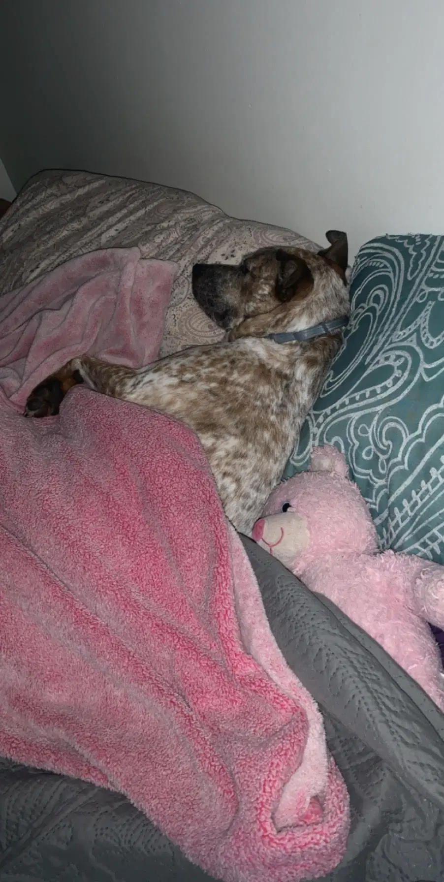 Rocco image 3