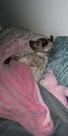 Rocco - Photo 3