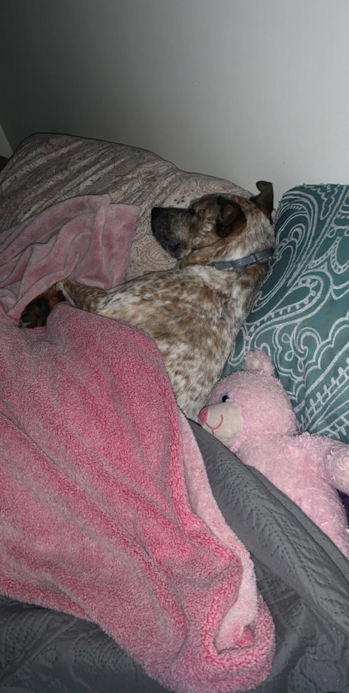 Rocco photo 3