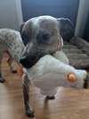 Rocco - Photo 4