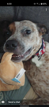 Rocco - Photo 5