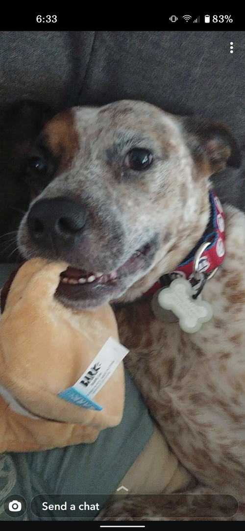 Rocco photo 5