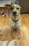 Rocco - Photo 6