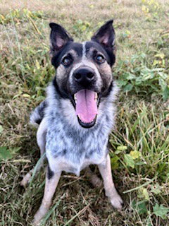 picture of the dog needing adoption