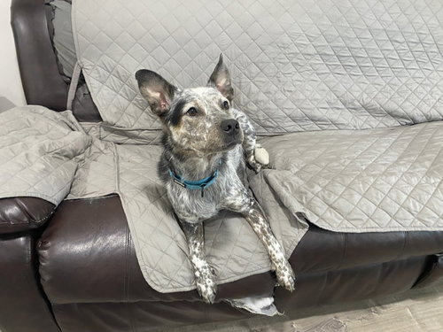 picture of the dog needing adoption