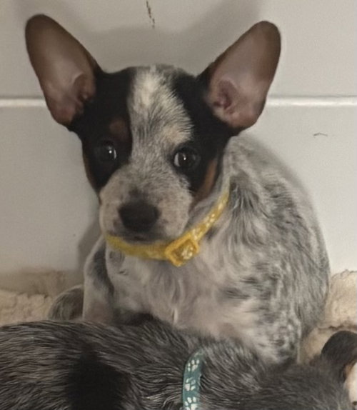 picture of the dog needing adoption