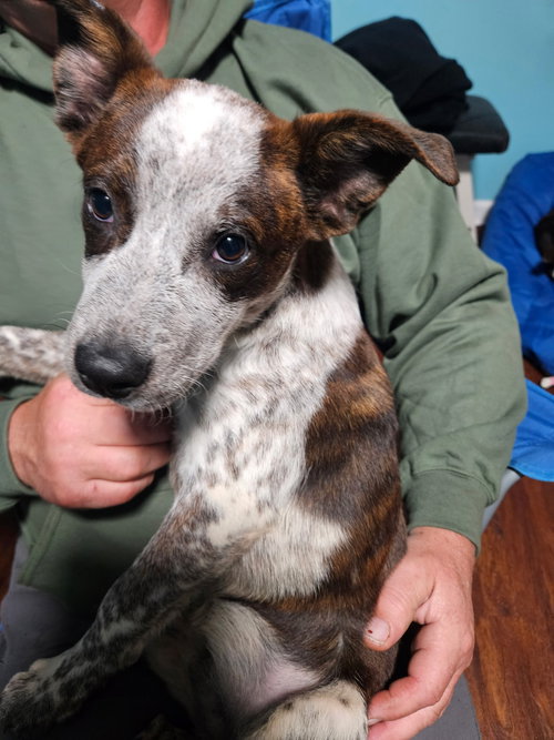 picture of the dog needing adoption