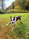 Dewey - Photo 3