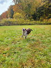 Dewey - Photo 5