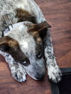 Dewey - Photo 1